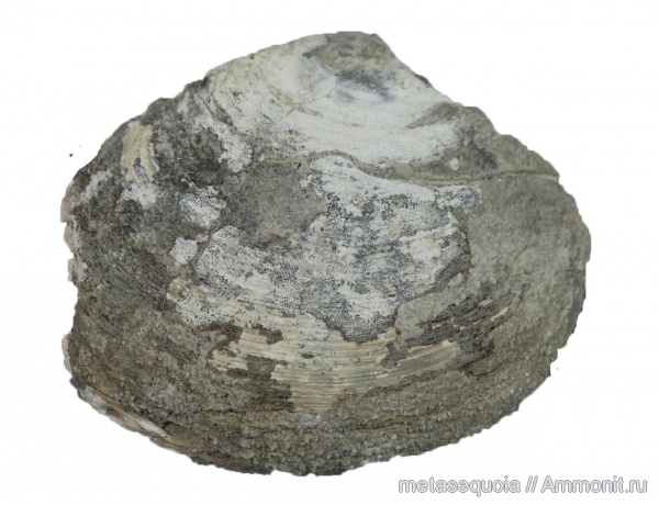 Astarte, Astarte borealis