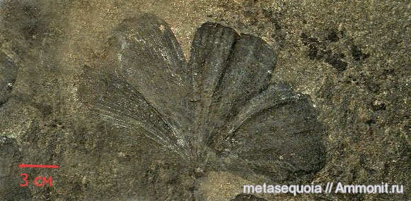 маастрихт, Ginkgo, Maastrichtian