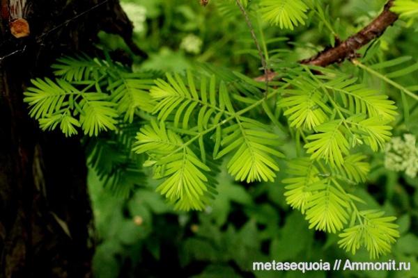 Metasequoia
