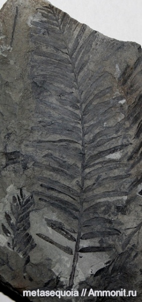 Ископаемые растения маастрихта