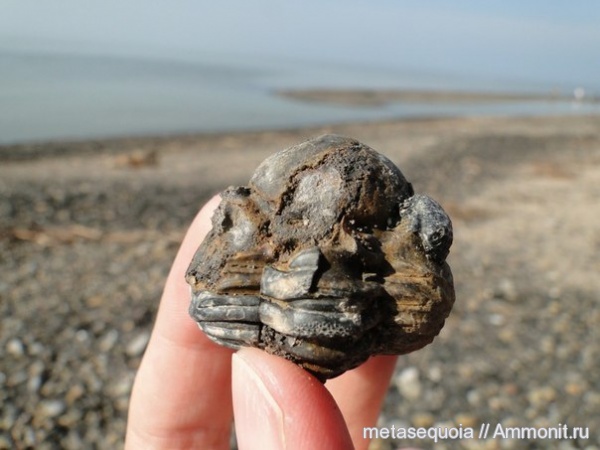 девон, Devonian, ?