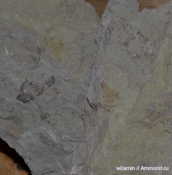 трилобиты, ордовик, Cybele, Ordovician