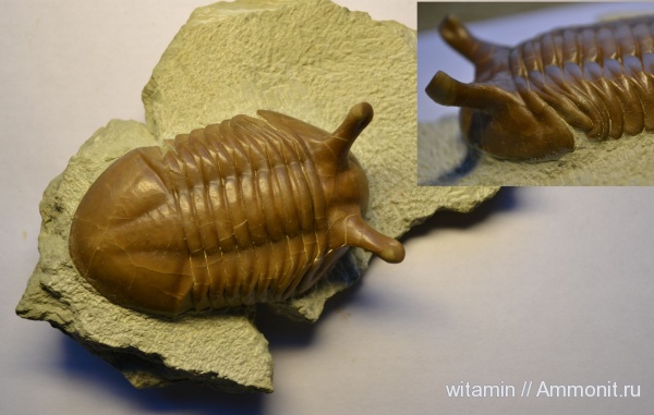 Трилобиты Ленобласти