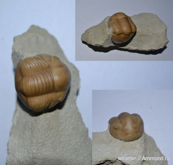 трилобиты, ордовик, Вильповицы, Illaenus, Ordovician