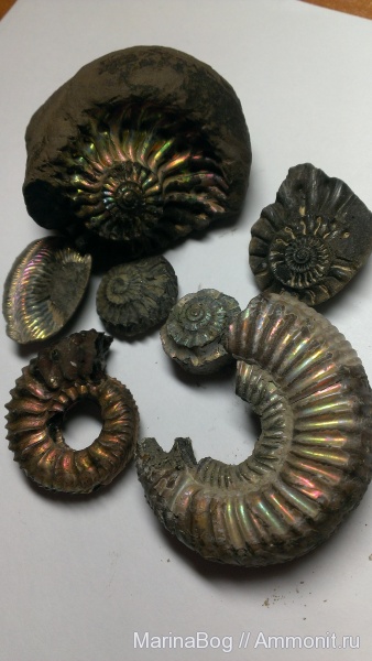 аммониты, перламутр, пирит, Ammonites