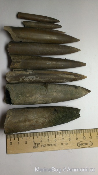 белемниты, belemnites