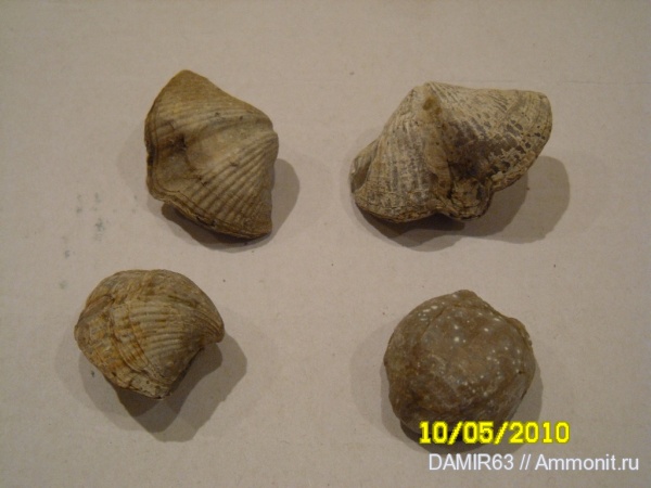 брахиоподы, Spiriferida