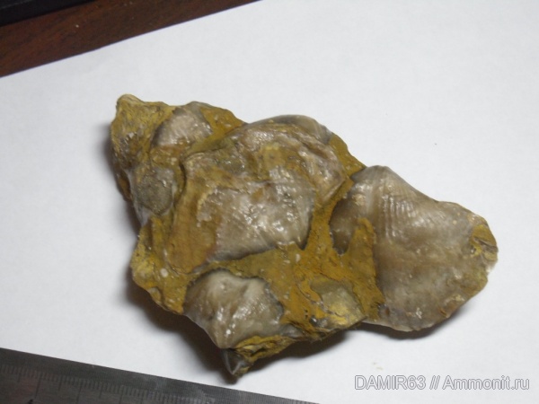 брахиоподы