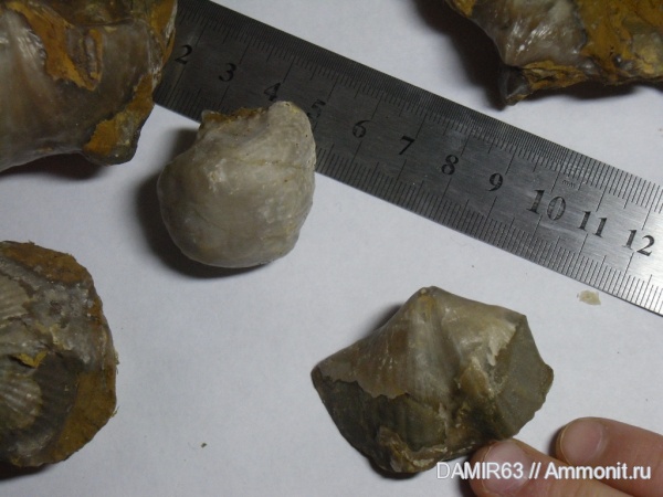 брахиоподы