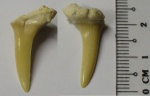 Зуб акулы Striatolamia sp