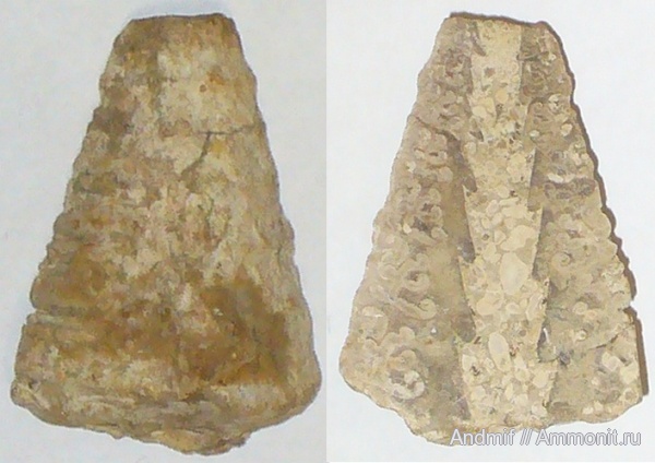 раковины, Trochoptygmatis, Nerineida