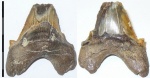 Зуб акулы Otodus [ Carcharocles ] cf. sokolovi