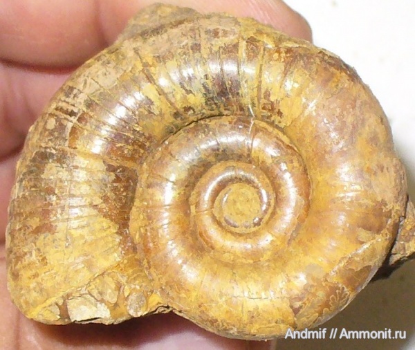 Biasaloceras, Biasaloceras subsequens, верхний готерив