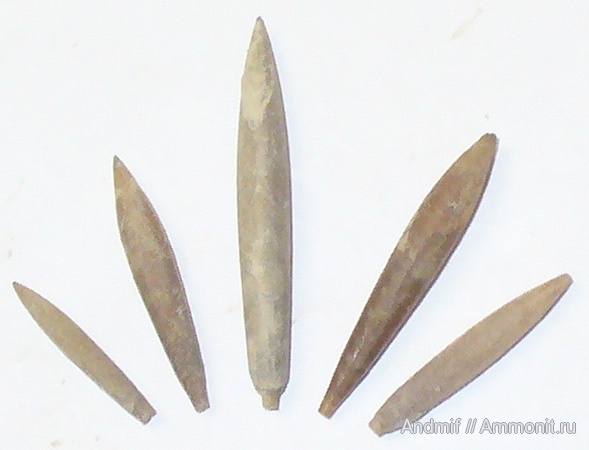 белемниты, belemnites