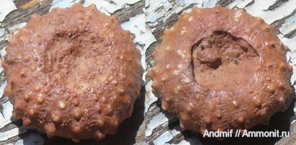 баррем, нижний баррем, Phymosoma, ежи, Phymosoma loryi