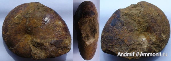 баррем, нижний баррем, Euphylloceras, Euphylloceras ponticuli