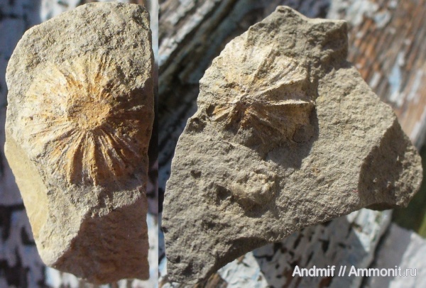 кораллы, Scleractinia, Discocyathus