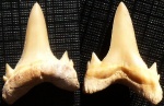 Зуб Акулы Brachycarcharias sp.