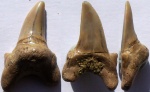 Зуб Акулы Dwardius woodwardi (Herman, 1977)