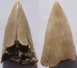 Зуб Акулы (Cretoxyrhina sp.)