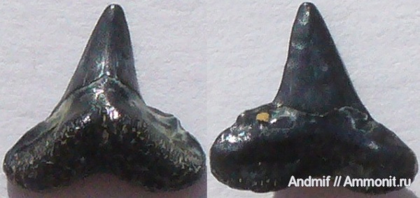 зубы, акулы