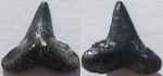 Зуб Акулы Physogaleus/Galeorhinus