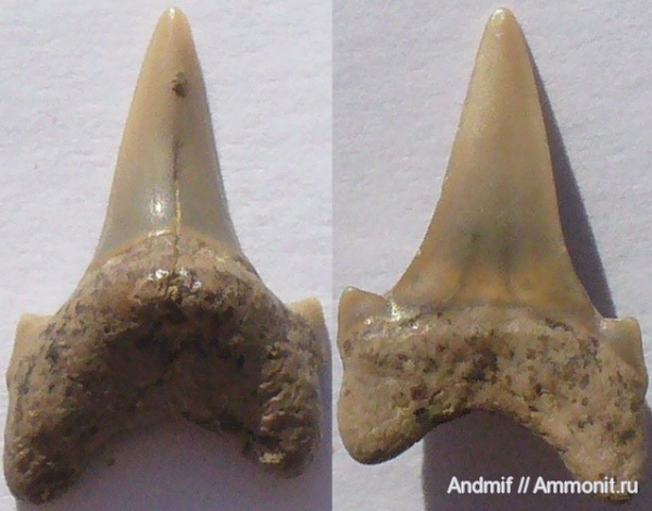 зубы, акулы