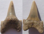 Зуб Акулы (Archaeolamna sp.)  2 образец