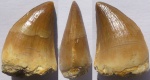 Зуб Mosasaurus beaugei