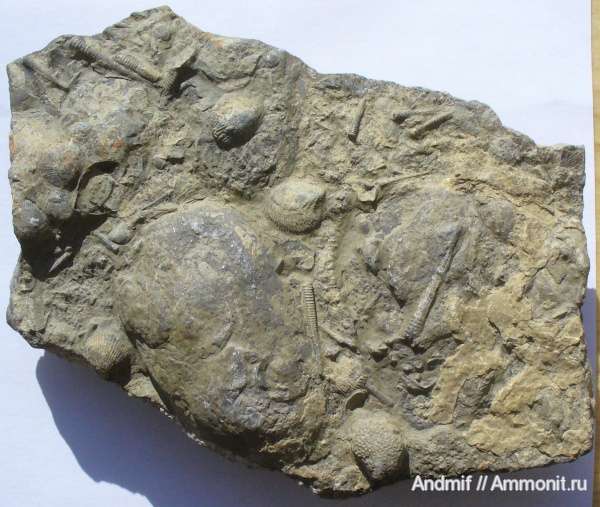 Tentaculites