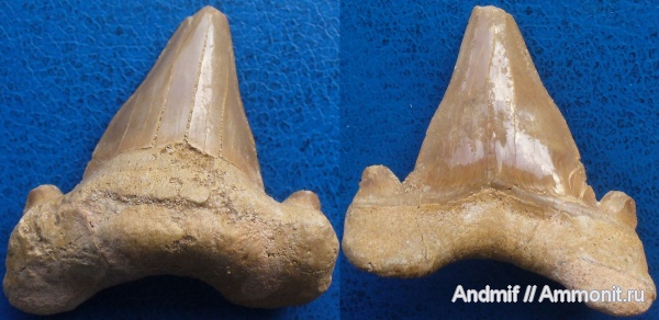 зубы, акулы