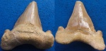Зуб Акулы