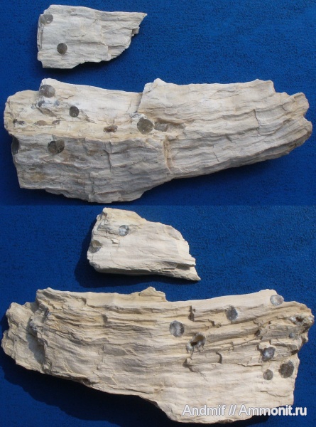 окаменевшее дерево