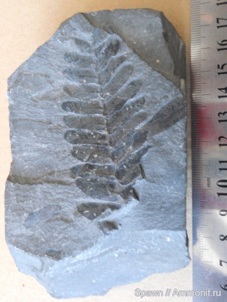 растения, Pteridospermae