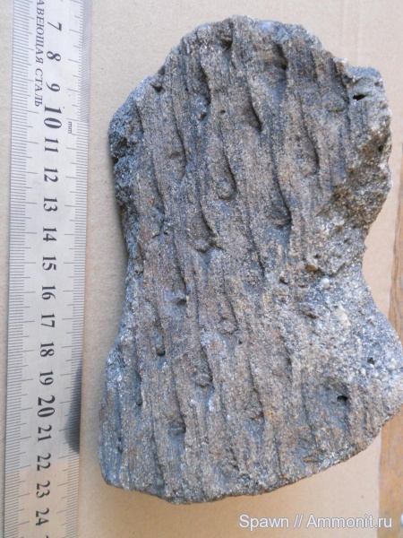 Lepidodendron, Lepidodendron veltheimi