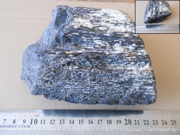 древесина, растения, Araucaria