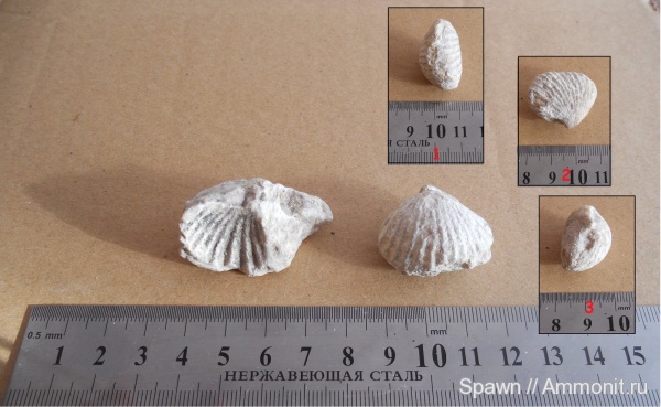 брахиоподы, brachiopoda