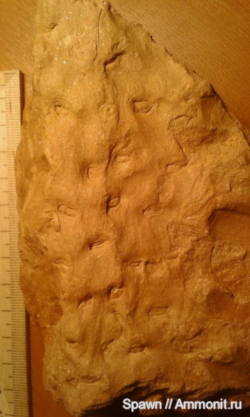 stigmaria, стигмарии