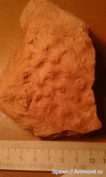 stigmaria, стигмарии