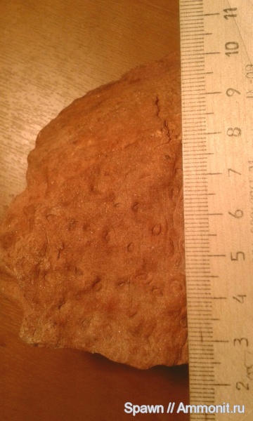 stigmaria, стигмарии