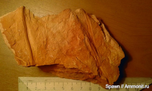 растения, кордаиты