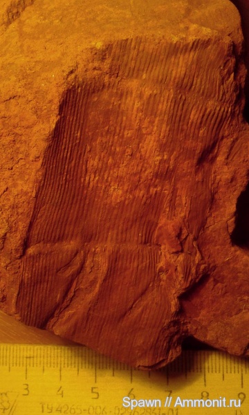 растения, каламиты, Calamites