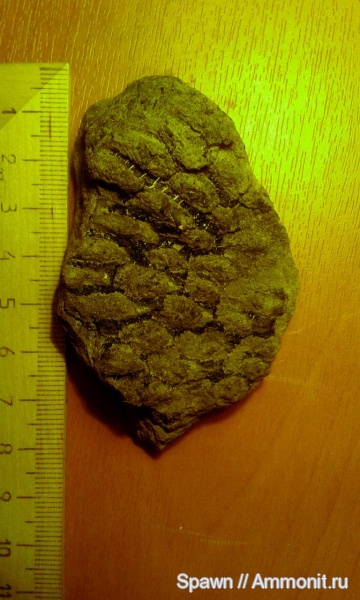 Пожалуйста, помогите определить вид.