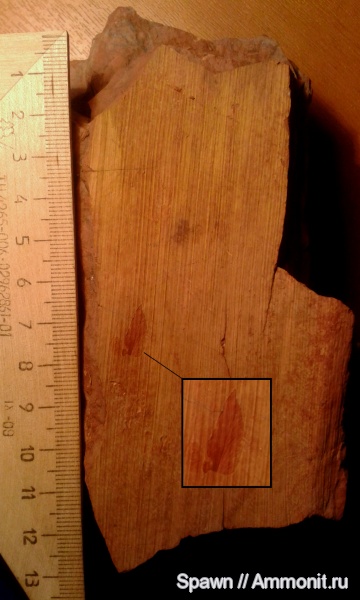 растения, кордаиты