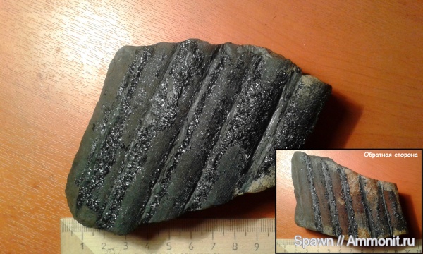 растения, сигиллярия, Sigillaria