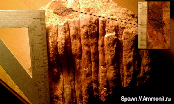 растения, сигиллярия, Sigillaria