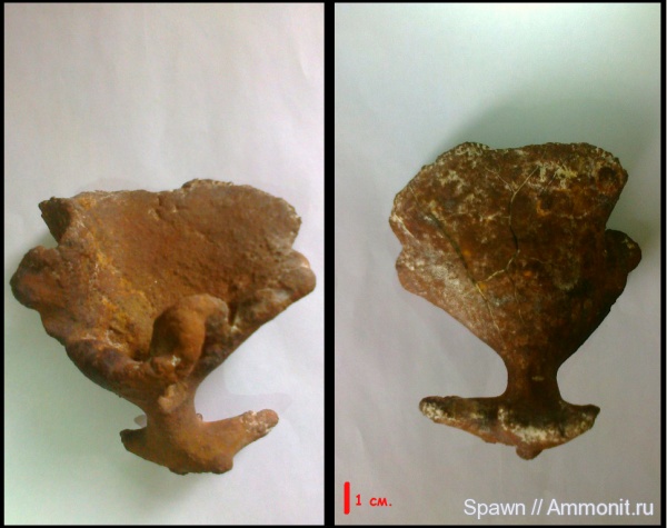 губки, Украина, Demospongia, Pachycothon, Pachycothon giganteum