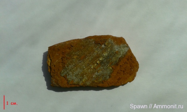 растения, кордаиты