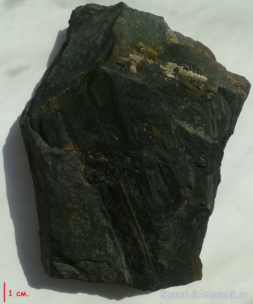 растения, кордаиты