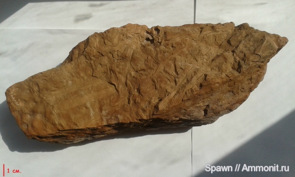 растения, stigmaria, кордаиты, стигмарии, carbon